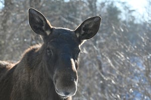 Moose Winter